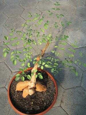 Moringa borziana.jpg