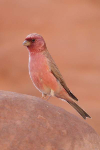 Archivo:Sinai Rosefinch.jpg