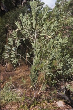 Acacia lacertensis.jpg