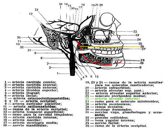 Archivo:Arteria alveolar inferior derecha.png