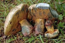 Archivo:Boletus torosus.jpg