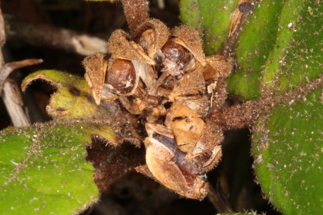 Archivo:Croton lasiopyrus 3.jpg