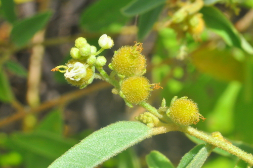 Archivo:Croton pedicellatus 3.jpeg