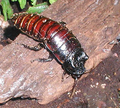 Cucaracha gigante.JPG