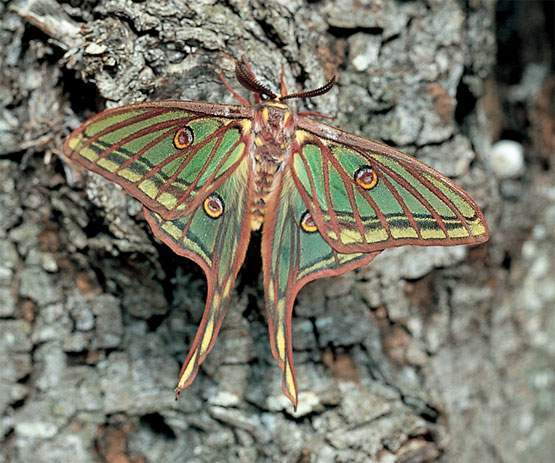 Archivo:Mariposa .jpg