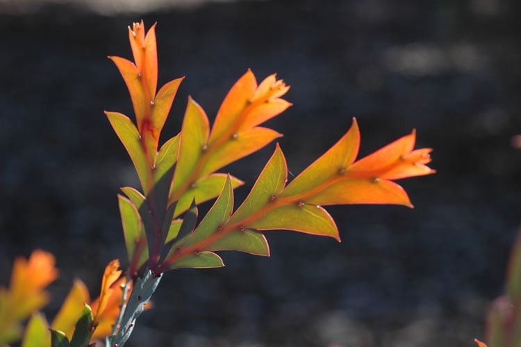 Archivo:Acacia glaucoptera 4.jpg