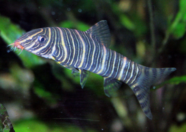 Archivo:Botia estriada.jpeg