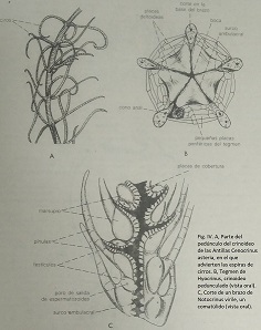 Comatulido2.jpg