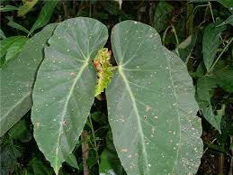 Archivo:Enfermedades de begonia angularissx.jpg