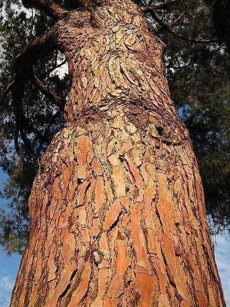 Archivo:Pinus pinea tronco.jpg