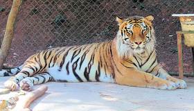 Archivo:Tigre de Bengala, Zooconcepción.jpg