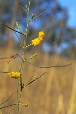 Acacia filamentosa.jpg