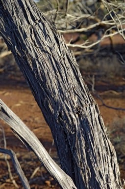 Archivo:Acacia incognita 5.jpg