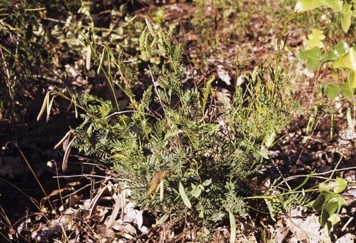 Archivo:Acacia insolita.jpg
