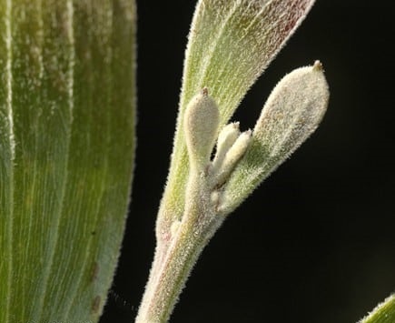 Archivo:Acacia maidenii 3.jpg