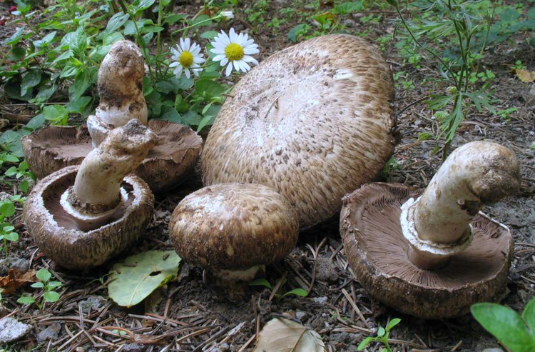 Archivo:Agaricusvaporarius.jpg