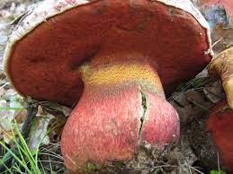 Boletus rubrosanguineus.jpg