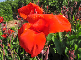 Caña de la india0000.jpg