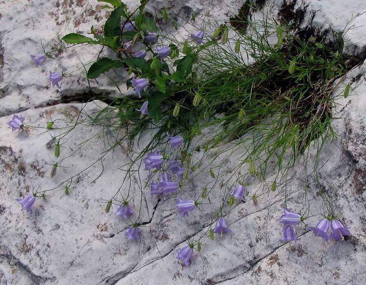 Archivo:Campanula carnica.jpg