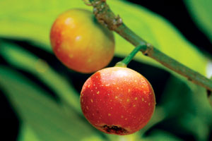 Archivo:Ficus capillipes fruto.jpg