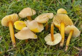 Hygrocybe chlorophana.jpg