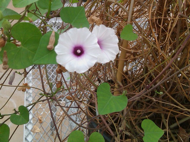 Archivo:Ipomoea amnicola.jpg