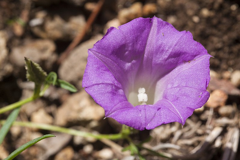 Archivo:Ipomoea plummerae 2.jpg