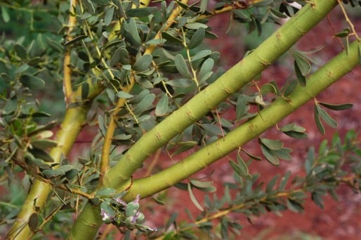 Archivo:Acacia glaucocaesia 3.jpg