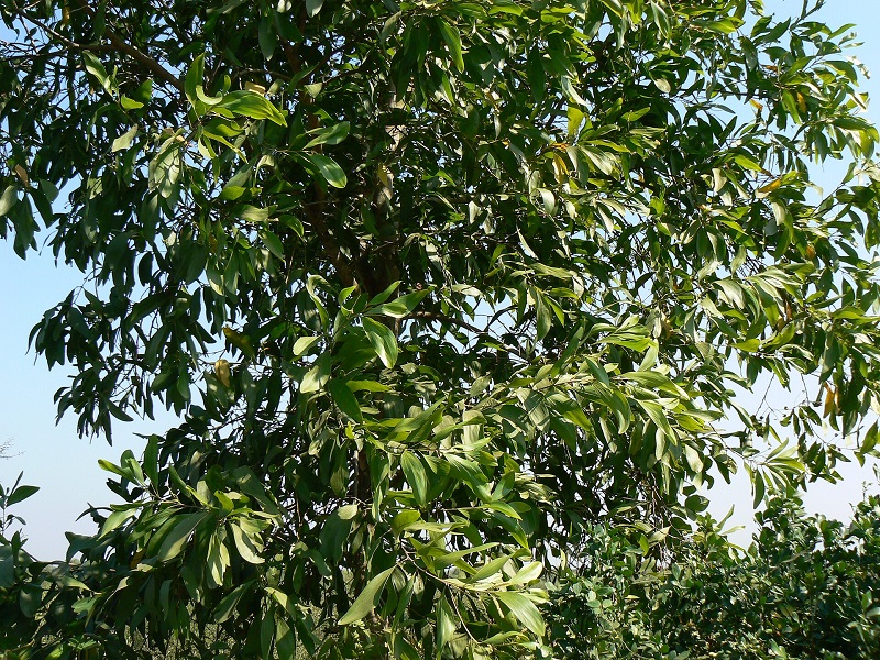 Archivo:Acacia mangium 2.jpg