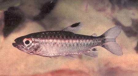 Archivo:Caracín de ojos rojos.jpg