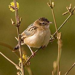 Cisticola juncidis.jpg