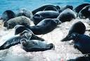 Focas del Baikal