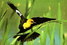 Mirlo cabeza amarilla.gif