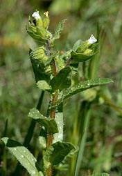 Noneaechinoides10.jpg