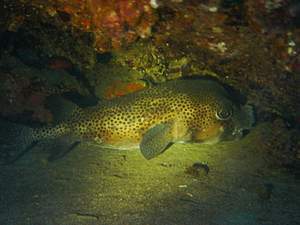 Archivo:Tamboril espinoso.jpg