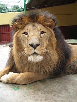 250px-Lion zoo Addis Ababa.jpg