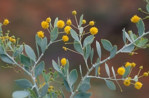 Archivo:Acacia glaucocaesia 2.jpg