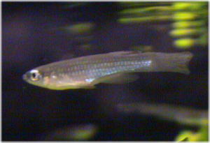 Aplocheilichthys myaposae01.jpg