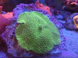 Coral hongo oreja de elefante.jpg