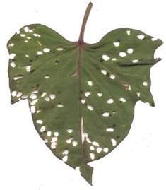 Archivo:D.guttata hboniato.jpg