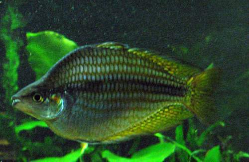 Archivo:Pez Arco Iris azul.jpg