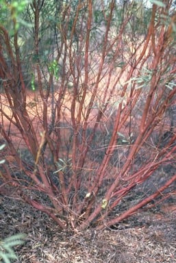 Archivo:Acacia jennerae 5.jpg