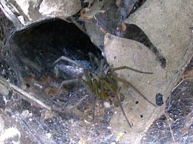 Archivo:Araña de laberinto.jpg