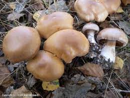 Cortinarius privignoides.jpg