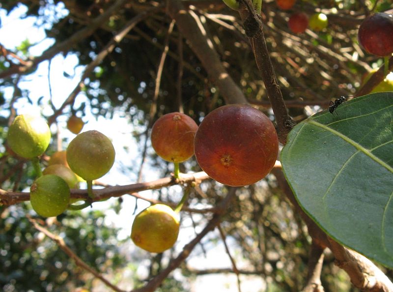 Archivo:Ficus fraseri 1.jpg