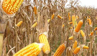 Archivo:Prog maiz.jpg