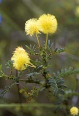 Archivo:Acacia lateriticola 4.jpg