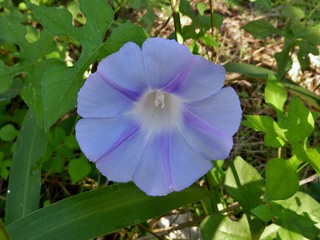 Archivo:Ipomoea lindheimeri.jpg