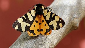 Mariposa-polilla-tigre opt-300x171.jpg