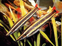 Pez lápiz rayado.jpeg